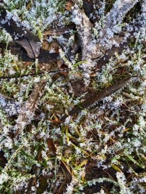 hoarfrost donmuş çim
