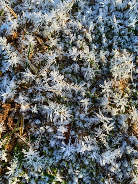 beautiful snow covered with frost and plants in the morning