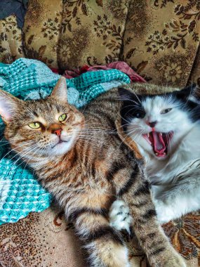 Yatakta yatan iki kedi.