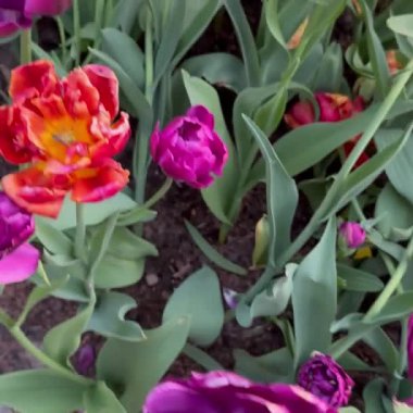 Baharın güneşli günlerinde bahçede büyüyen güzel çiçekler.