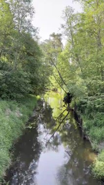 Orman nehrinin güzel manzarası