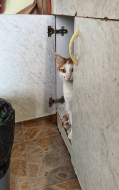 evcil kedi mutfakta.