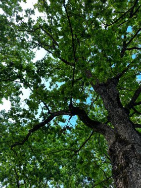 Yeşil meşe yaprakları yaz günü parkta