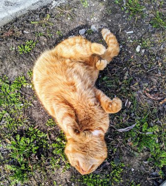 Kırmızı kedi çimlerin üzerinde yatıyor..