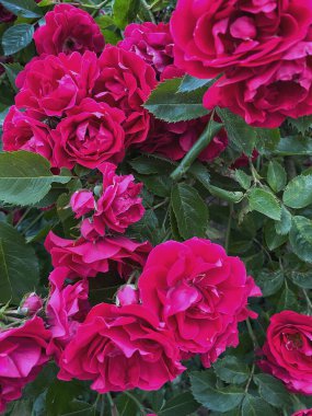 Bahçede yetişen kırmızı güller.