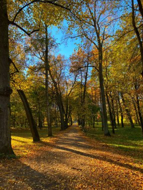 Ağaçların ve yaprakların olduğu parkta bir patika