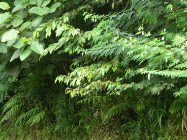 Kentsel alanlarda yaşayan yabani bitkilerin aşırı yakın çekim makro fotoğrafı