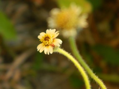 Kentsel alanlarda yaşayan yabani bitkilerin aşırı yakın çekim makro fotoğrafı