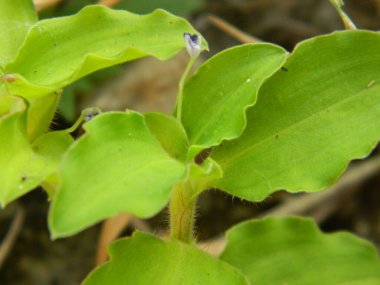 Kentsel alanlarda yaşayan yabani bitkilerin aşırı yakın çekim makro fotoğrafı