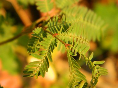 Kentsel alanlarda yaşayan yabani bitkilerin aşırı yakın çekim makro fotoğrafı