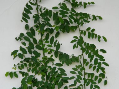 Kentsel alanlarda yaşayan yabani bitkilerin aşırı yakın çekim makro fotoğrafı