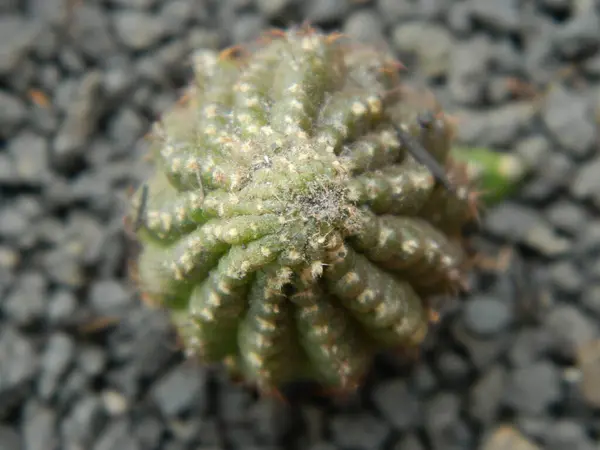 Kapalı ya da makro fotoğraf Yeşil Mini Kaktüs Bitkileri, Yeşil Mini Kaktüs bir çömlek üzerinde bitkiler çok güzel görünüyor
