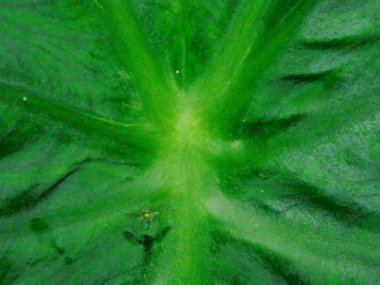 Yeşil taro yapraklarının (colocasia esculenta) yakın plan fotoğrafı, tropikal olarak kullanılabilir.