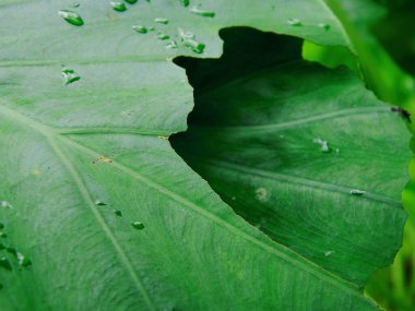 Yeşil taro yapraklarının (colocasia esculenta) yakın plan fotoğrafı, tropikal olarak kullanılabilir.