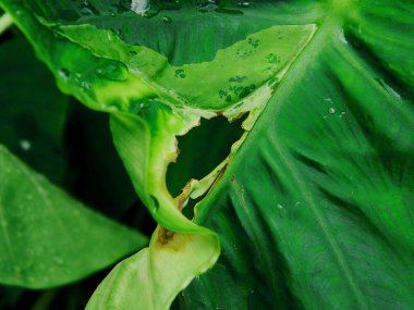 Yeşil taro yapraklarının (colocasia esculenta) yakın plan fotoğrafı, tropikal olarak kullanılabilir.
