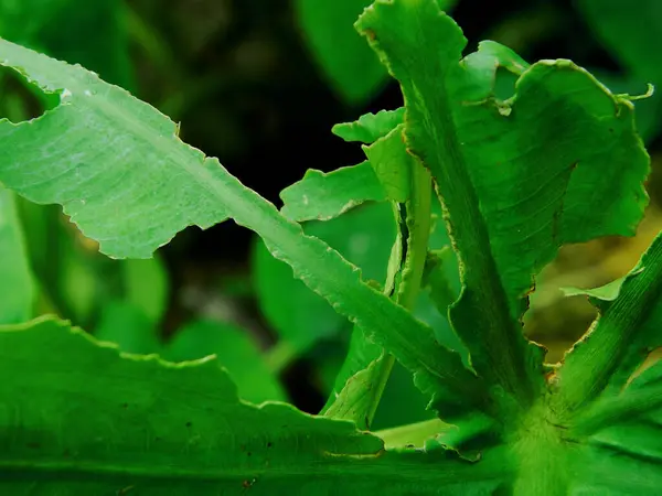 Yeşil taro yapraklarının (colocasia esculenta) yakın plan fotoğrafı, tropikal olarak kullanılabilir.