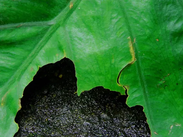 Yeşil taro yapraklarının (colocasia esculenta) yakın plan fotoğrafı, tropikal olarak kullanılabilir.