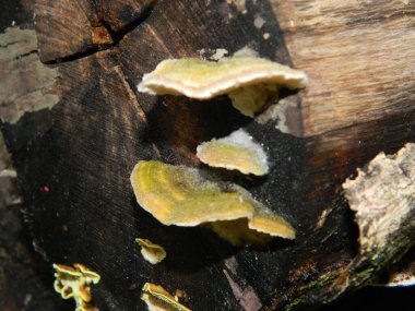 Düşen tahtaya bağlanmış mantarın yakın fotoğrafını çek. O da ölü tahta.