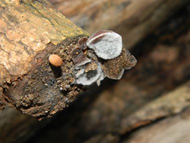 Düşen tahtaya bağlanmış mantarın yakın fotoğrafını çek. O da ölü tahta.