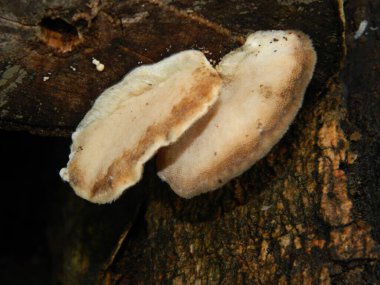 Düşen tahtaya bağlanmış mantarın yakın fotoğrafını çek. O da ölü tahta.