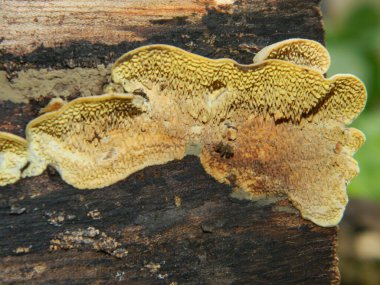 Düşen tahtaya bağlanmış mantarın yakın fotoğrafını çek. O da ölü tahta.