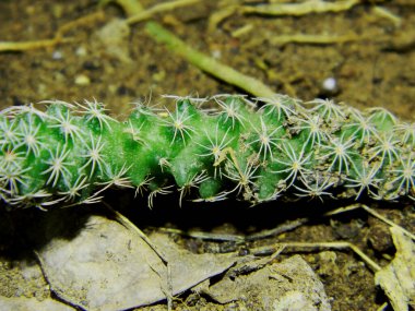 Endonezya 'nın tropikal bir bölgesinde büyüyen küçük bir kaktüsün fotoğrafını çek.