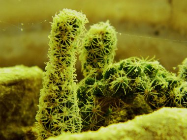 Endonezya 'nın tropikal bir bölgesinde büyüyen küçük bir kaktüsün fotoğrafını çek.