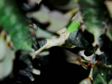 Endonezya 'nın tropikal bir bölgesinde büyüyen küçük bir kaktüsün fotoğrafını çek.