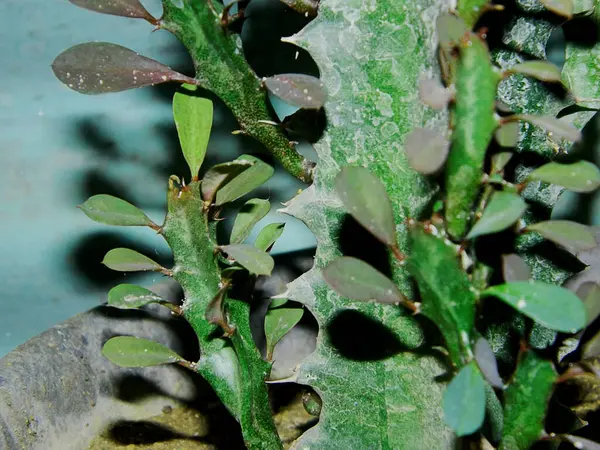 Endonezya 'nın tropikal bir bölgesinde büyüyen küçük bir kaktüsün fotoğrafını çek.