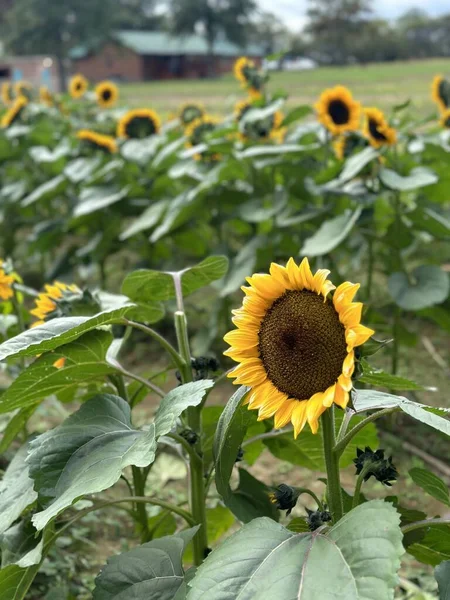 Sunflower in a sun flower field with green grass and barns in the background