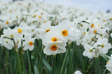 Parkta yel değirmenli renkli lale çiçekleri