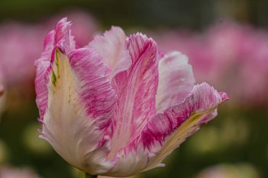 Parkta yel değirmenli renkli lale çiçekleri