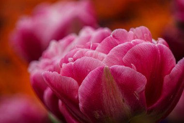 Parkta yel değirmenli renkli lale çiçekleri