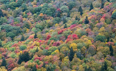 ormanda renkli ağaçlar.