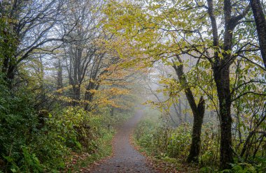 Ağaçlar ve yapraklarla dolu güzel bir sonbahar ormanı