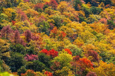 Ağaçlar ve yapraklarla dolu renkli sonbahar ormanı.