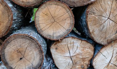 Ağaç kütükleri bahçede.