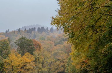 Ormanda sonbahar manzarası
