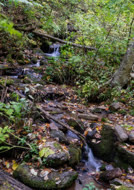 Ormanın ortasında bir şelalenin dikey görüntüsü.