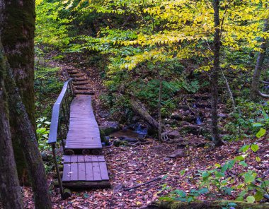 sonbahar Orman yolundaki ayak 