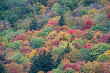 Sonbaharda renkli orman ve dağ