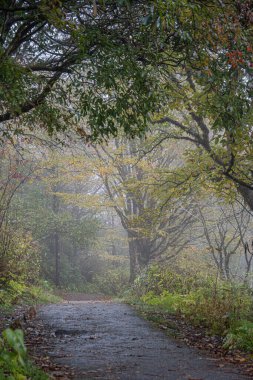 sonbahar Orman yolundaki ayak 