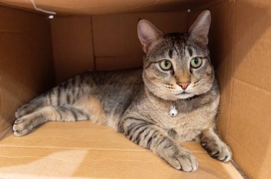 Karton kutudaki kedi.