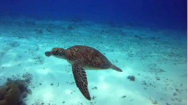 Zarif bir deniz kaplumbağasının güneşli kumlu bir deniz tabanında rahatça süzüldüğü bu çarpıcı klipsiyle sükunete dal. Doğa belgeselleri, okyanus arkaplanları ve huzurlu görseller için mükemmel..