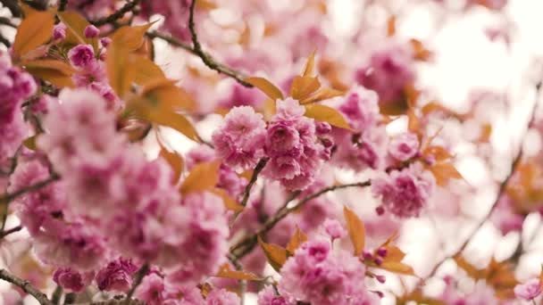 Принеси Весну Життя Зачаровуйте Глядачів Вражаючими Кадрами Яскравих Квітів Розквіті — стокове відео