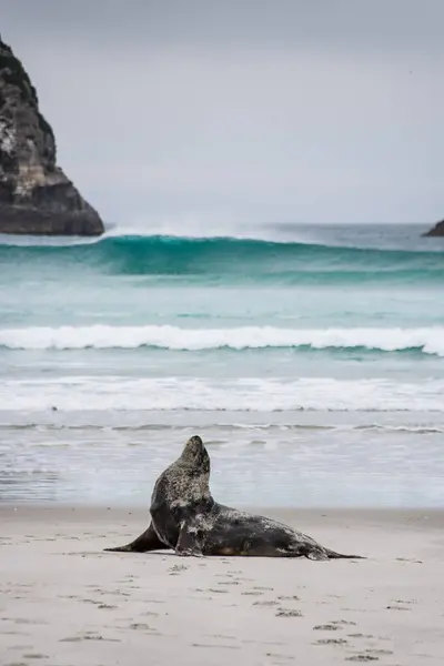 Kumsalda kükreyen deniz aslanı