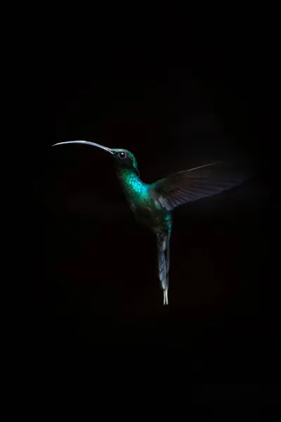 Geceleri uçan sinekkuşu.