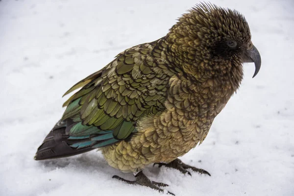Karda duran nesli tükenmekte olan kea