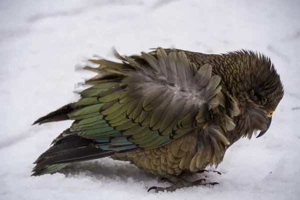 Karda titreyen nesli tükenmekte olan kea