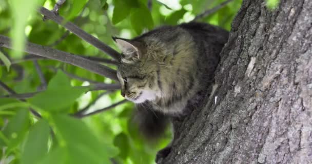 近くの美しい灰色の猫の木の枝に座ってのショット 高品質4K映像 — ストック動画
